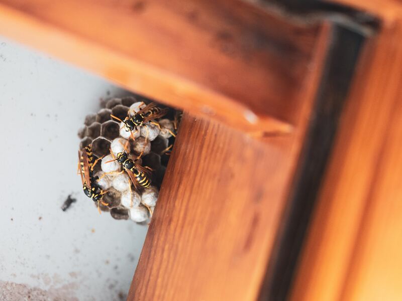How to Effectively Tackle Pest Problems